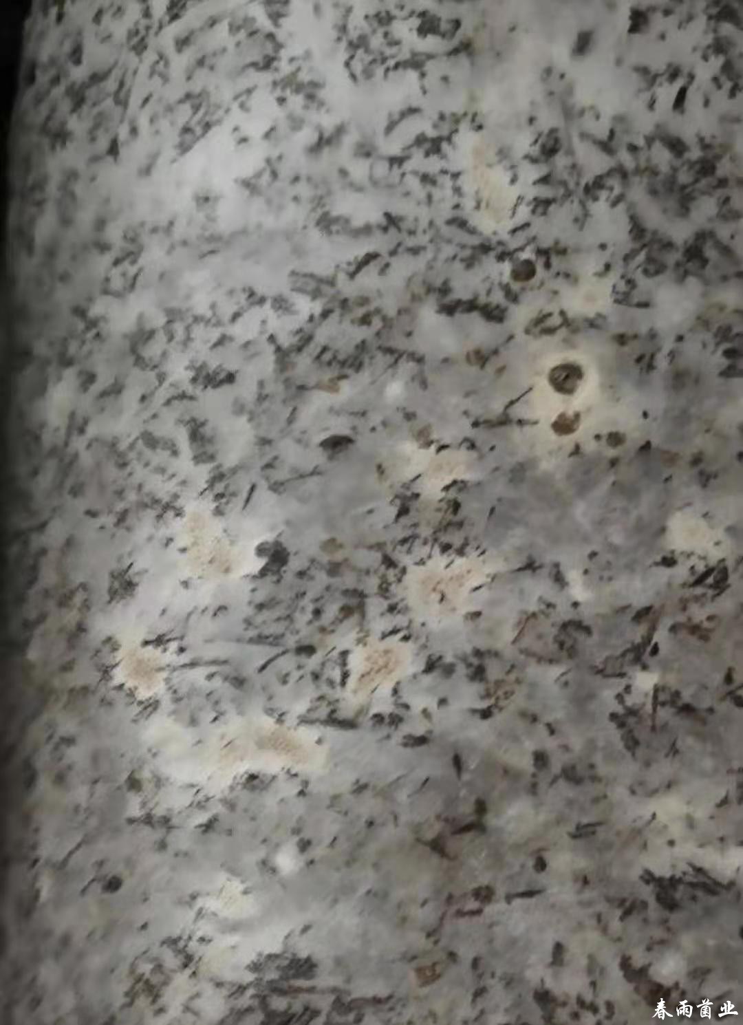 木耳菌棒雪花斑