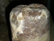 黑木耳“面包菌”学名黄孢原毛平革菌，属白腐真菌的一种