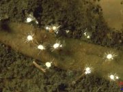 青霉、绿霉、曲霉、线虫等病虫害的显微图片