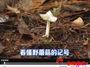 [科技苑]看懂野蘑菇的记号(视频)