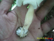 中国首次发现野生白色金针菇