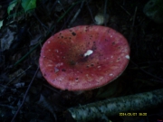 毒红菇(附图）
