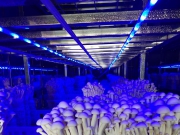 海鲜菇种植技术大全（值得收藏）